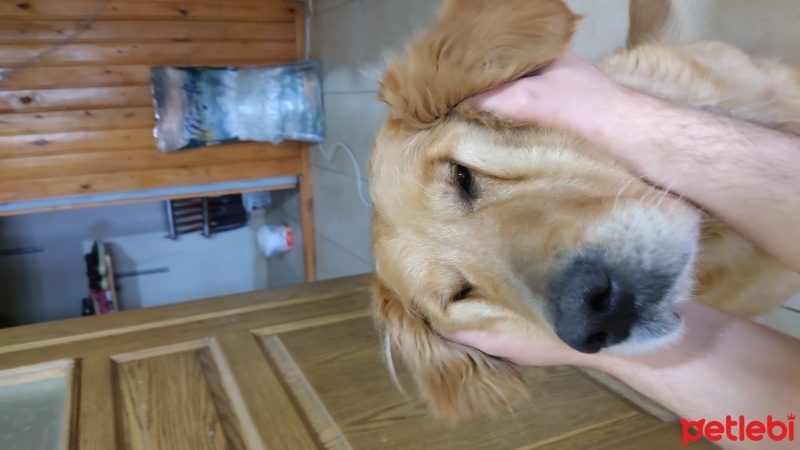 Golden Retriever, Köpek  Şila fotoğrafı