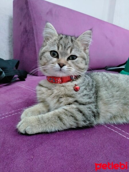 British Shorthair, Kedi  Adını koymadık fotoğrafı