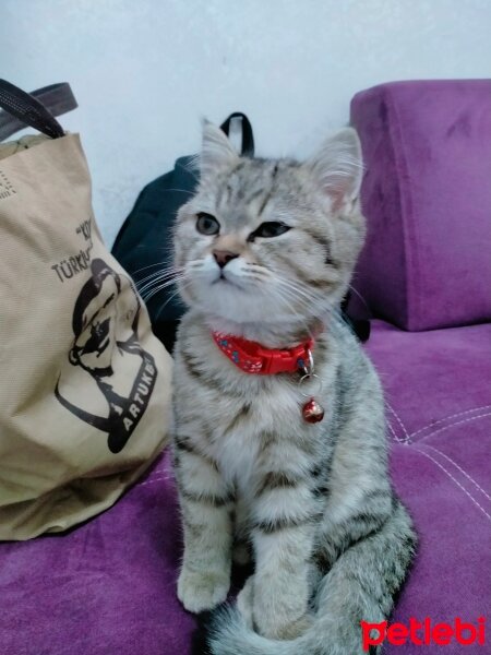 British Shorthair, Kedi  Adını koymadık fotoğrafı