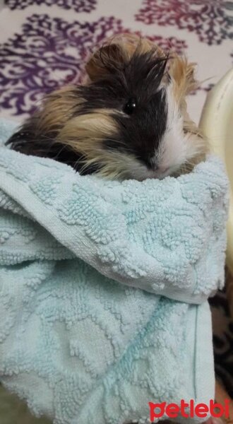 Guinea Pig, Kemirgen  Alvin ve Yakışıklı fotoğrafı