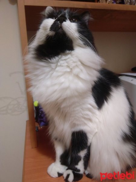 Tekir Kedi, Kedi  Mia fotoğrafı