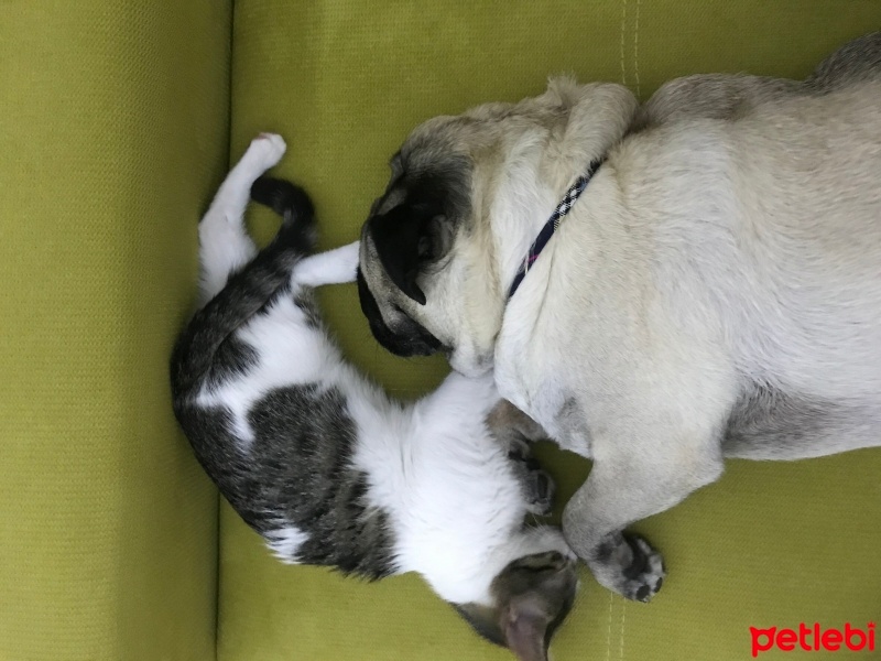 Pug, Köpek  Lokum,pufy,misket,ışık,patron fotoğrafı