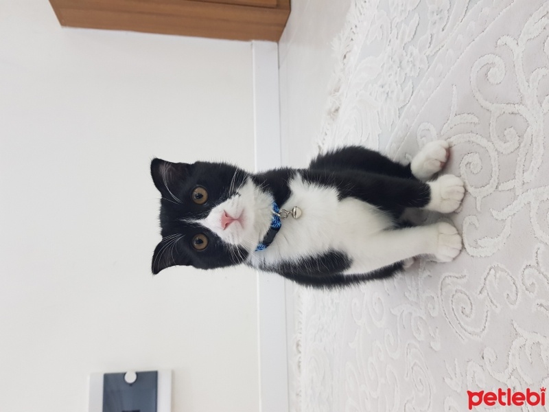 Scottish Fold, Kedi  Zeytin fotoğrafı