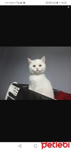British Shorthair, Kedi  Sütlaç fotoğrafı