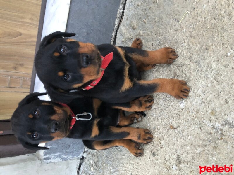 Rottweiler, Köpek  Kontes fotoğrafı