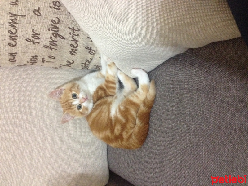 Tekir Kedi, Kedi  Minnak fotoğrafı