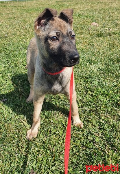 Belçika Malinois, Köpek  Mişa fotoğrafı