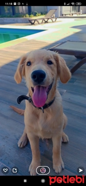 Golden Retriever, Köpek  Lord fotoğrafı