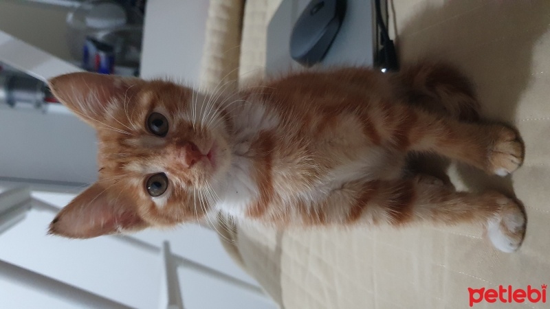 Sarman, Kedi  Minnoş fotoğrafı
