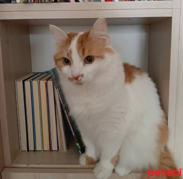 Sarman, Kedi  Sütlaç fotoğrafı
