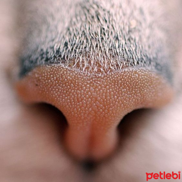 Tekir Kedi, Kedi  Ninja fotoğrafı