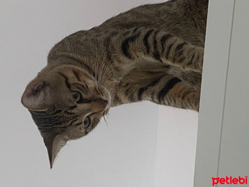 Tekir Kedi, Kedi  Boncuk fotoğrafı