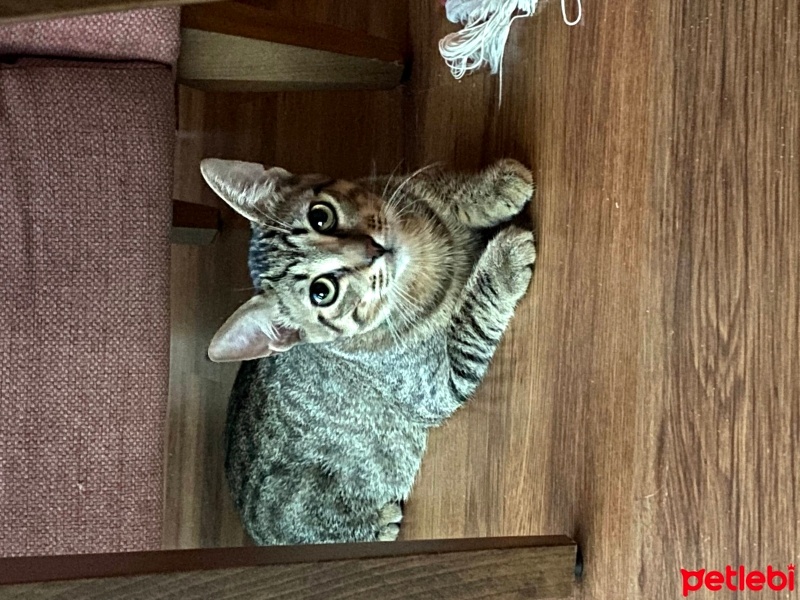 Tekir Kedi, Kedi  Boncuk fotoğrafı