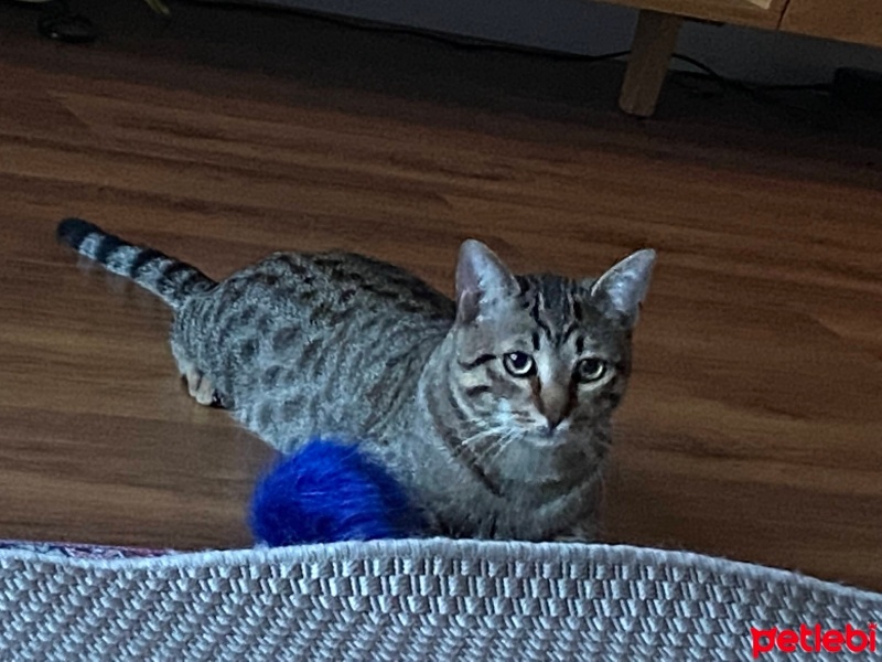 Tekir Kedi, Kedi  Boncuk fotoğrafı