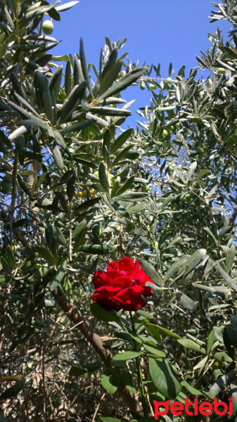 British Shorthair, Kedi  yamyam fotoğrafı