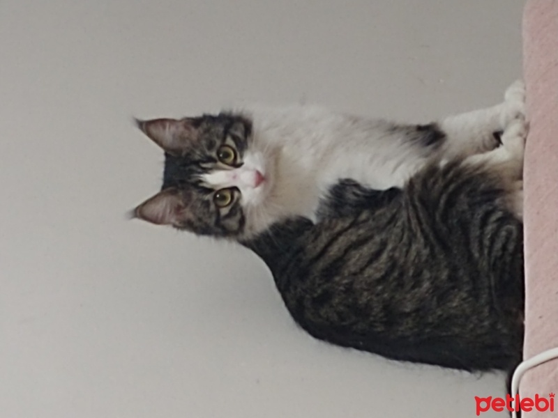 Chinchilla, Kedi  Lora fotoğrafı