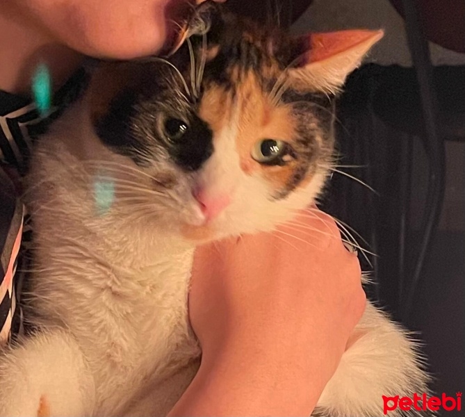 Tekir Kedi, Kedi  Pakizesu fotoğrafı