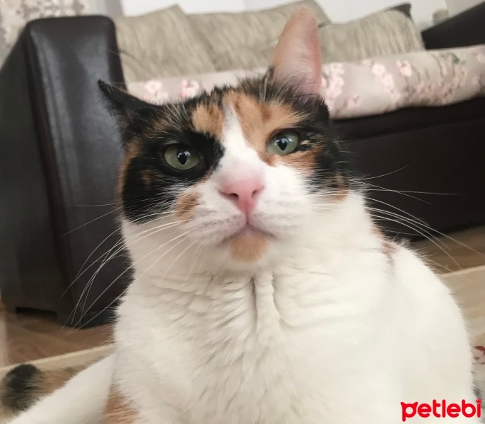 Tekir Kedi, Kedi  Pakizesu fotoğrafı