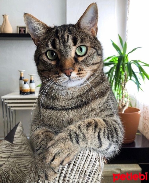 Tekir Kedi, Kedi  Zeus fotoğrafı