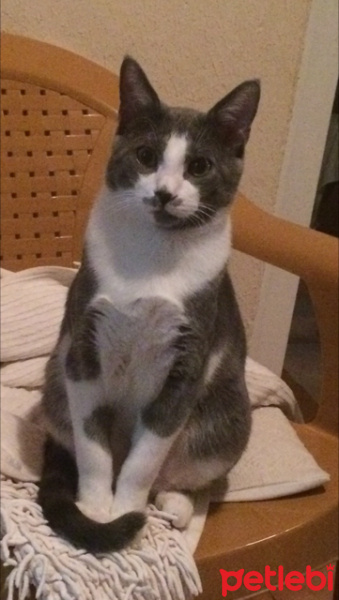 Tekir Kedi, Kedi  Oreo fotoğrafı