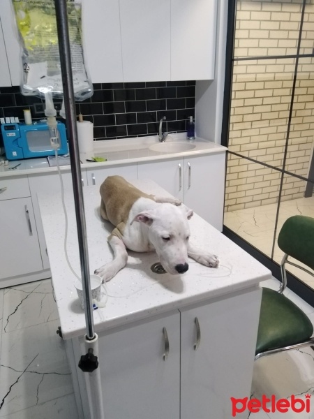 Amerikan Staffordshire Terrier, Köpek  odin fotoğrafı