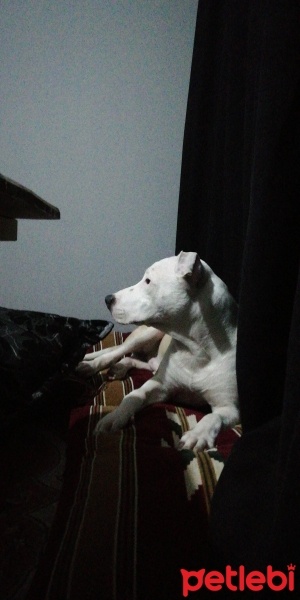Amerikan Staffordshire Terrier, Köpek  odin fotoğrafı