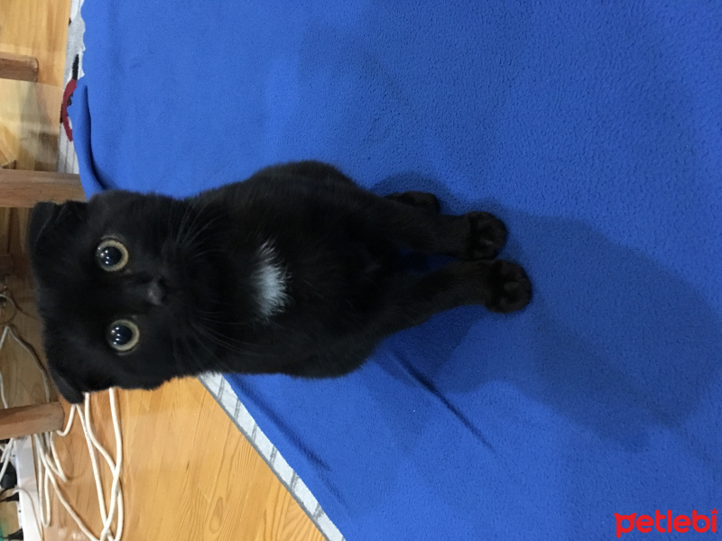 Scottish Fold, Kedi  Lucifer fotoğrafı