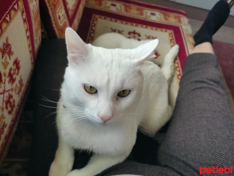 Ankara Kedisi, Kedi  Sütlaç fotoğrafı