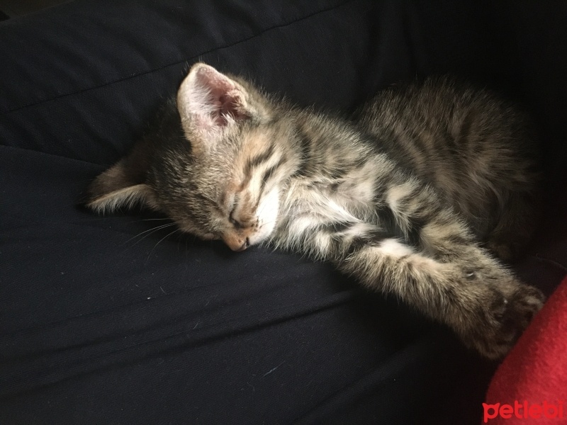 Soke, Kedi  Bıdık fotoğrafı