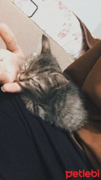 Soke, Kedi  Bıdık fotoğrafı