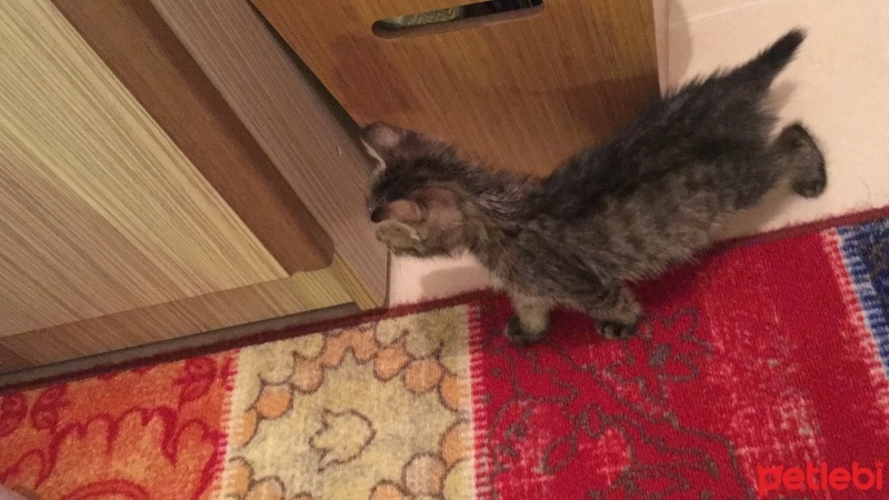 Soke, Kedi  Bıdık fotoğrafı