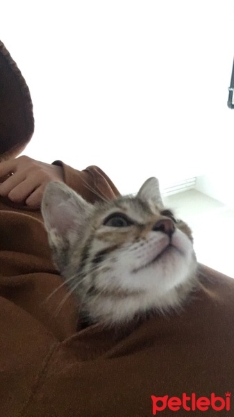 Soke, Kedi  Bıdık fotoğrafı