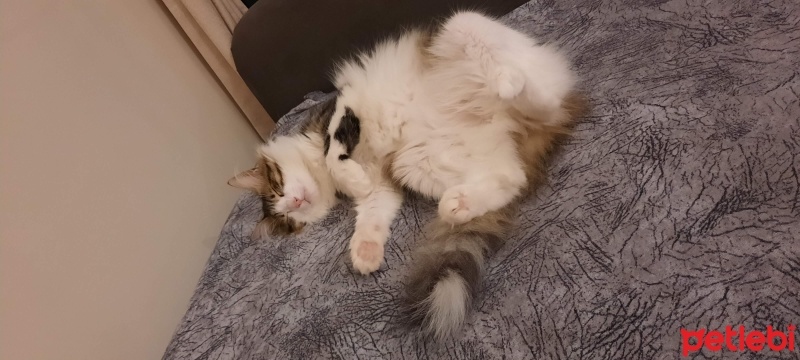 Norwegian Forest, Kedi  Patik fotoğrafı