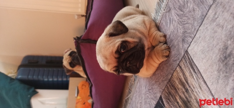 Pug, Köpek  Pug fotoğrafı