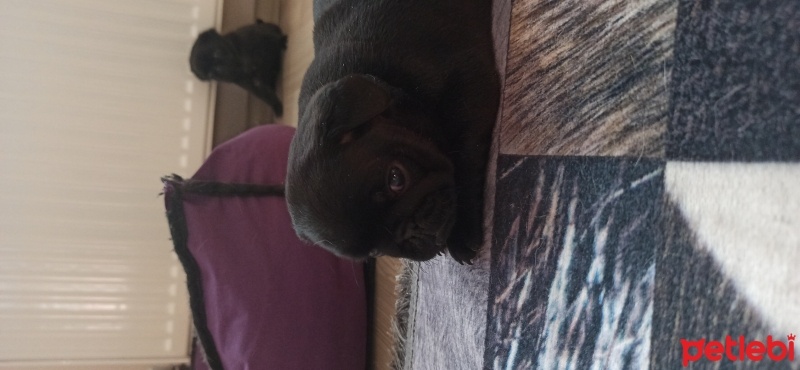 Pug, Köpek  Pug fotoğrafı