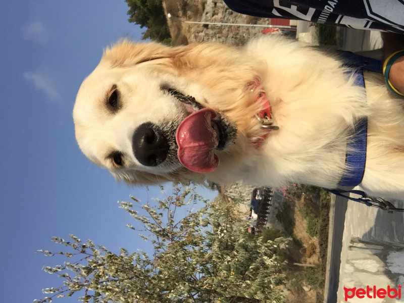 Golden Retriever, Köpek  Marlin fotoğrafı