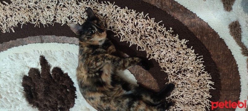 Tekir Kedi, Kedi  Minnos fotoğrafı