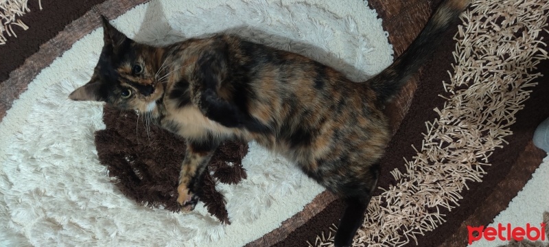 Tekir Kedi, Kedi  Minnos fotoğrafı