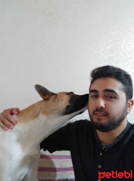 Alman Çoban Köpeği, Köpek  Balak fotoğrafı