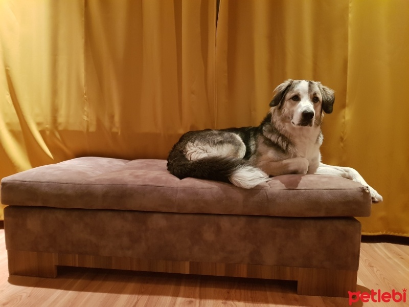 Avustralya Çoban Köpeği, Köpek  Şükrü fotoğrafı