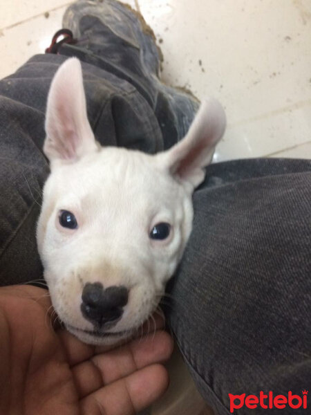 Dogo Arjantin, Köpek  Aşil fotoğrafı