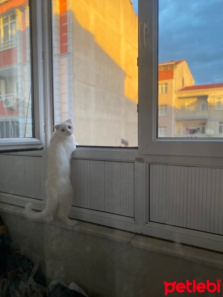 Scottish Fold, Kedi  pers fotoğrafı