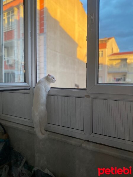 Scottish Fold, Kedi  pers fotoğrafı