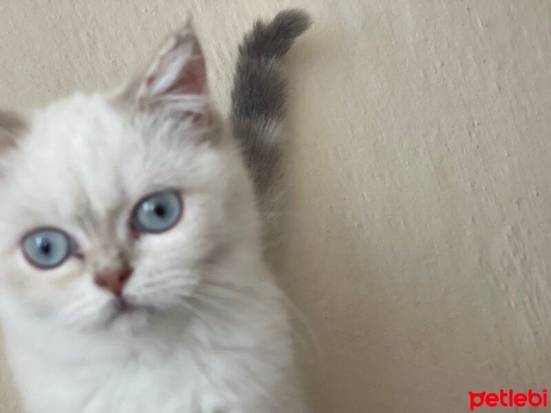 Scottish Fold, Kedi  pers fotoğrafı