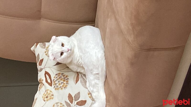 Scottish Fold, Kedi  pers fotoğrafı