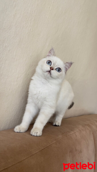 Scottish Fold, Kedi  pers fotoğrafı