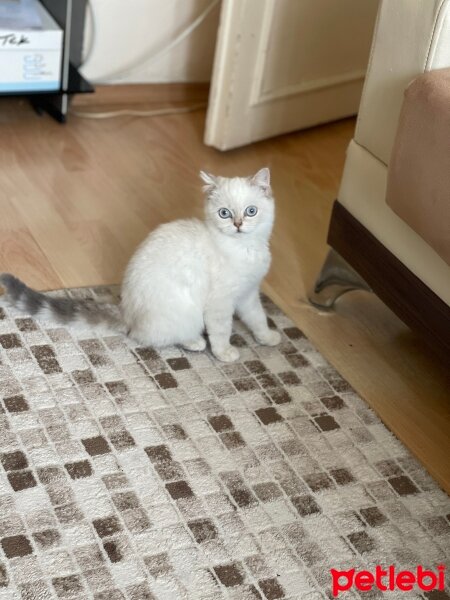 Scottish Fold, Kedi  pers fotoğrafı