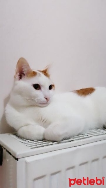 Sarman, Kedi  Balım fotoğrafı