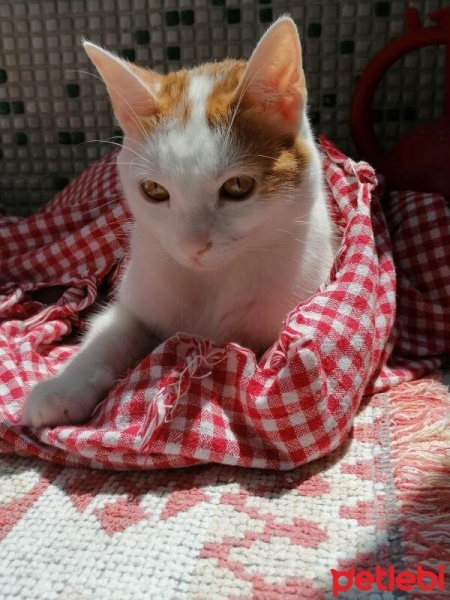 Sarman, Kedi  Balım fotoğrafı
