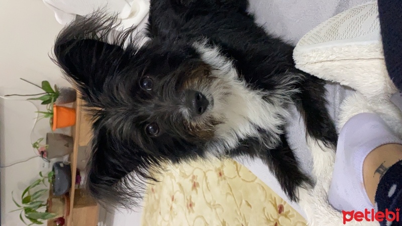 Tibet Terrieri, Köpek  Venüs fotoğrafı